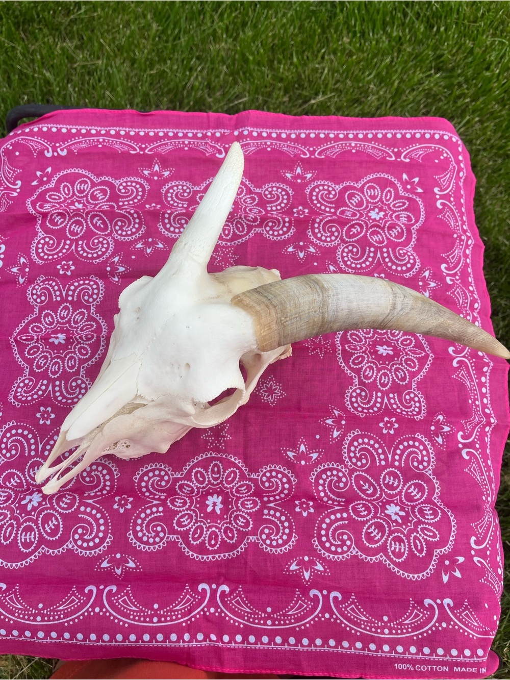 Goat Skull with Original Horns - Animal Bones - Taxidermy - Blue Bandana